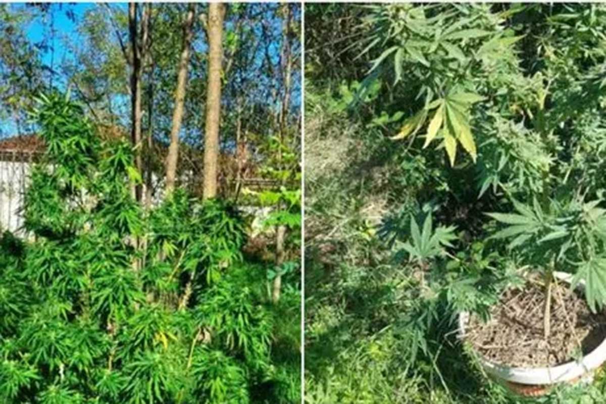 TRENUTNO IZDRŽAVA KAZNU Na imanju Čapljinca s nanogicom nađena droga