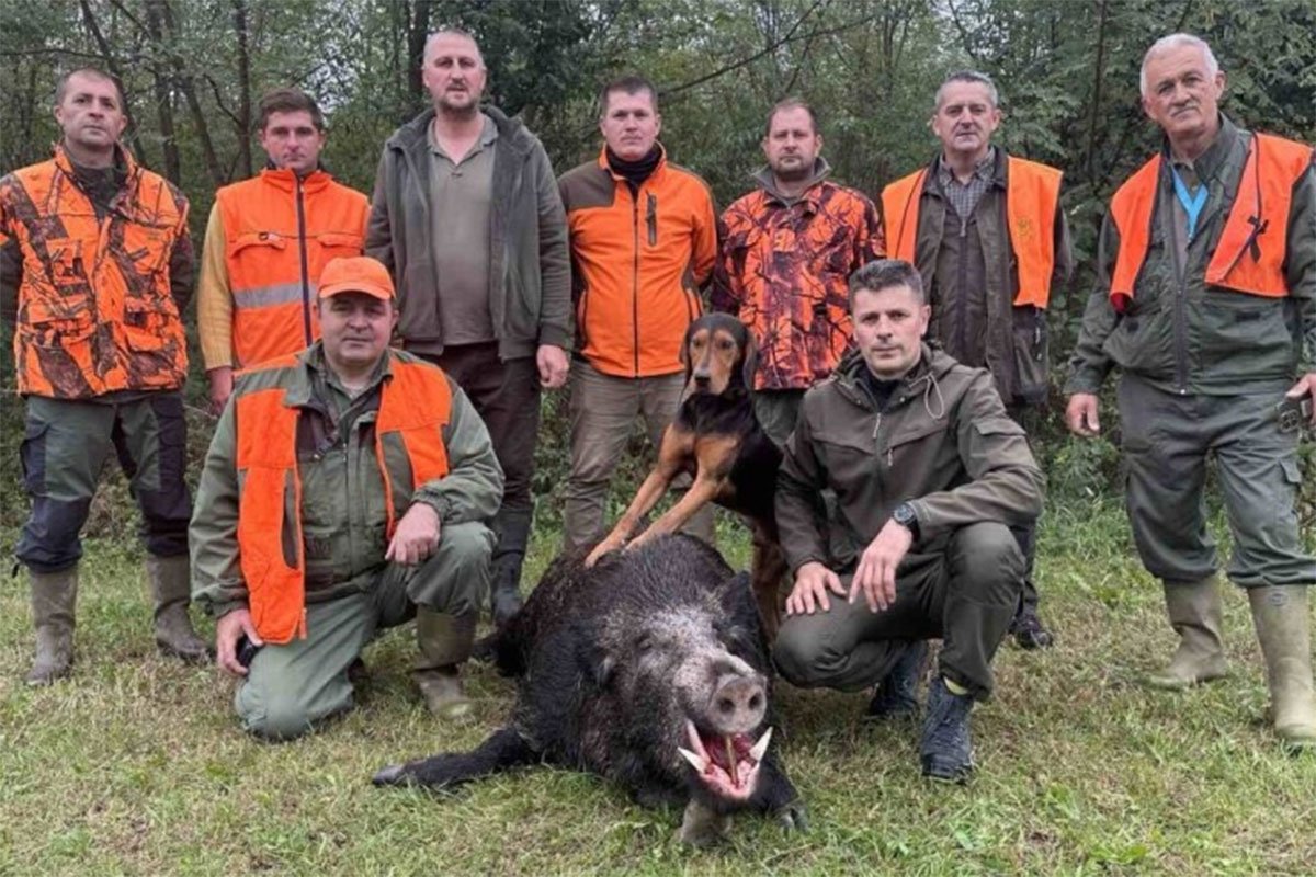 VEPRA OTKRILI TRAGOVI U KUKURUZU Odstrijelio kapitalca teškog 210 kg
