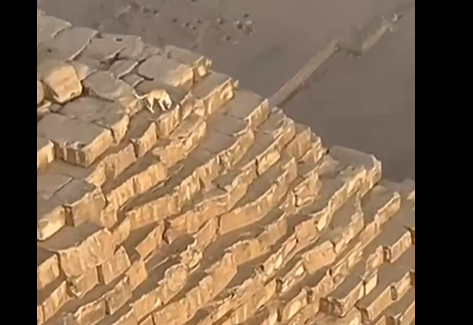 (VIDEO) POSTAO POTPUNI HIT NA MREŽAMA! Pas pobjegao obezbjeđenju i popeo se na vrh Velike piramide u Gizi