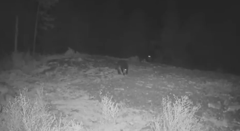 (VIDEO) BORBA ZVIJERI NA SRPSKOJ PLANINI Divlje svinje rastjerale čopor krvoločnih vukova