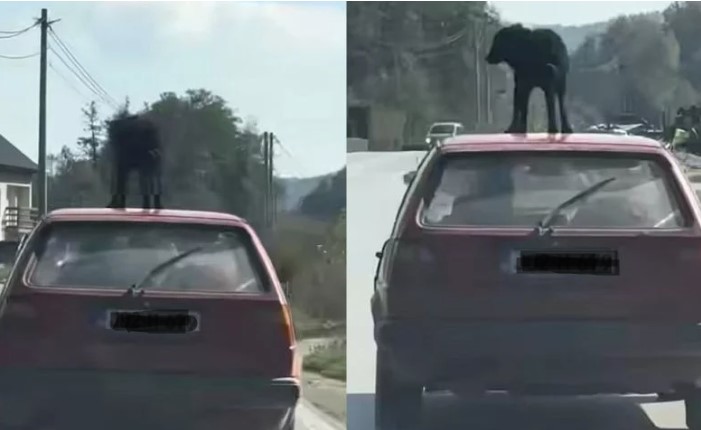 (VIDEO) NEVJEROVATNA SCENA U BiH Vozio psa na krovu automobila