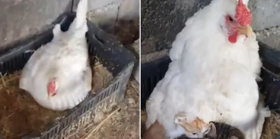 (VIDEO) HIT SNIMAK PREPLAVIO MREŽE Došao po jaja pa se šokirao