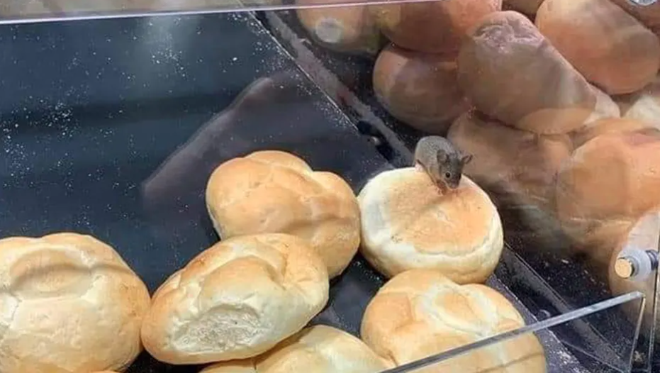 SVI SU ZGROŽENI Miš se poslužio hljebom u pekari