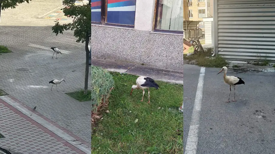 (FOTO) ŠTA JE ZADRŽALO RODE? Ptice selice ne žele da odu iz Pala