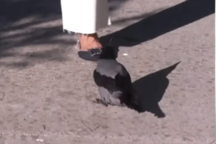 (VIDEO) JEDAN DETALJ PTICI JE BIO POSEBNO INTERESANTAN Vrana napala reporterku dok je razgovarala sa sagovornicom
