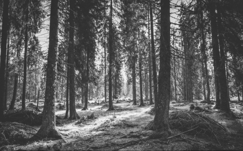 Kobni hitac: Pucao u vepra i pogodio drugog lovca u glavu