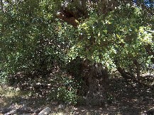 Dok kakao nestaje zbog klimatskih promjena, Hercegovina ima rješenje