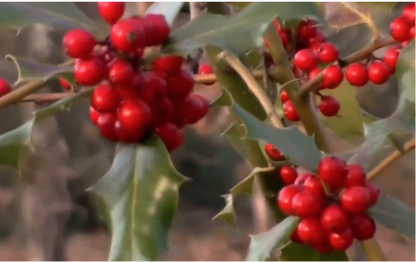 Obavezno je stavite na vrata: Ova biljka nas čuva od nesreće
