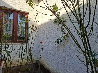 Zimsko čudo u Banjaluci: Ruža procvjetala uprkos minusima