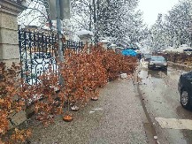 Običaji na Badnjicu: Uz badnjak i grančica drena