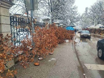 Običaji na Badnjicu: Uz badnjak i grančica drena