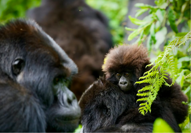 Ženka planinske gorile rodila blizance