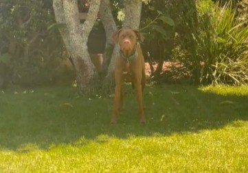 Momenat o kojem je sanjao: Hit reakcija psa koji je vidio vlasnicu nakon dva mjeseca (VIDEO)