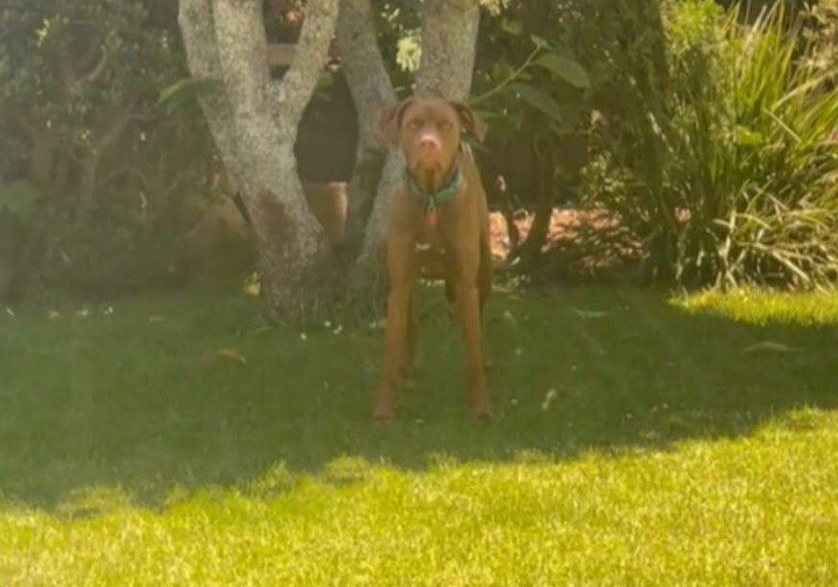 Momenat o kojem je sanjao: Hit reakcija psa koji je vidio vlasnicu nakon dva mjeseca (VIDEO)