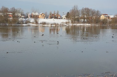 Prelijep prizor iz Gradiške: Ptice zagospodarile Savom (FOTO)