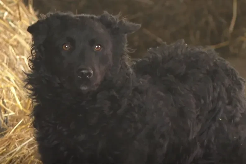 Hrvatski ovčar postao nematerijalno kulturno dobro