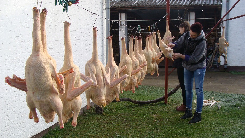 Brano Račić najveći uzgajivač gusaka u Gradišci (FOTO)