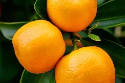 Pozvali građane na besplatnu berbu mandarina, niko nije došao