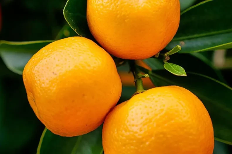 Pozvali građane na besplatnu berbu mandarina, niko nije došao