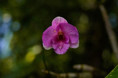 Jednostavan trik koji spašava orhideje od propadanja