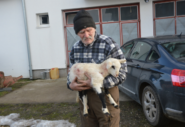 Krvavi pir pasa lutalica u Gradišci: Munibu Klačaru psi poklali 11 jagnjadi (FOTO)