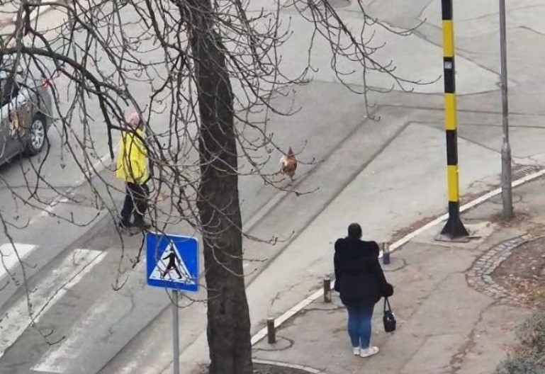 Pijetao zaustavio saobraćaj u centru grada (VIDEO)