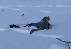 Jezivi snimak iz Kine: Snježni leopard napao ženu (VIDEO)
