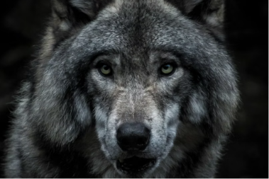 Odstrijeljen vuk u dobojskom naselju