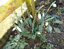 U Novom Gradu procvjetale visibabe, prvi vjesnici proljeća (FOTO)