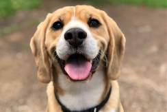 Jedna greška može vas koštati 10.000 evra: Ovo moraju znati vlasnici pasa u Njemačkoj