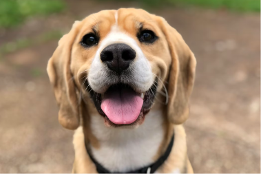 Jedna greška može vas koštati 10.000 evra: Ovo moraju znati vlasnici pasa u Njemačkoj