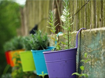 Uskoro nova zabrana: EU smetaju plastične saksije za cvijeće?