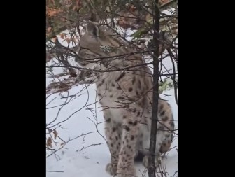 Zabilježen rijedak prizor: Ris snimljen u Gorskom kotaru (VIDEO)