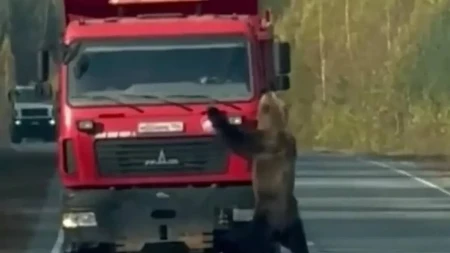 Medo izašao na put i počeo da se igra s kamionom (VIDEO)