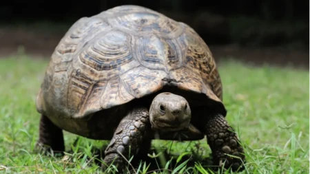 Čudo u zoološkom vrtu: Stogodišnja galapagoska kornjača Mami prvi put postala majka u 93. godini