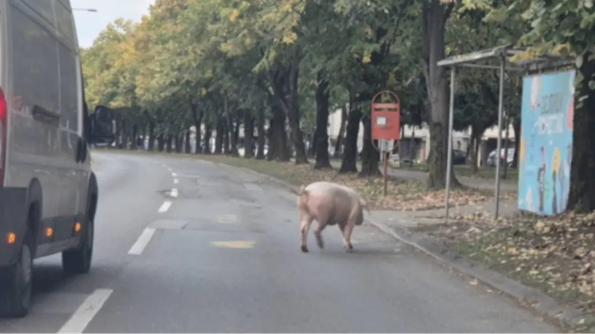 Nesvakidašnji prizor: Svinja šetala prometnom saobraćajnicom u Banjaluci