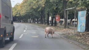 Nesvakidašnji prizor: Svinja šetala prometnom saobraćajnicom u Banjaluci