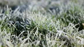 Kada je vrijeme da biljke unesete u kuću: Temperature koje ne bi trebalo ignorisati