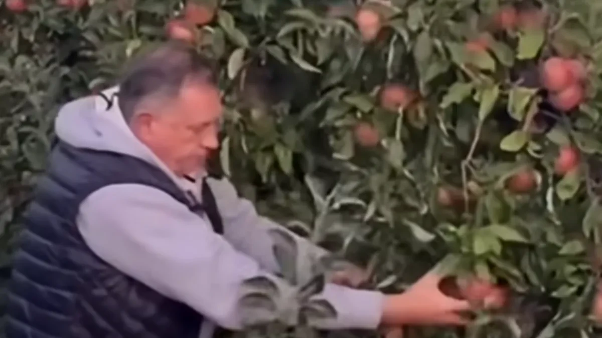 Dodik se pohvalio rodom jabuka: Kada navodnjavate, pobijedite sušu (VIDEO)
