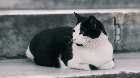 Zašto se mačke trljaju o vaše noge? Iza ovog ponašanja krije se važna poruka