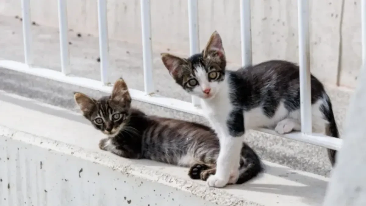 Veterinar otkrio koje četiri rase mačaka nikada ne bi udomio