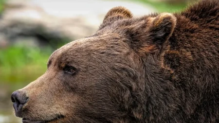Medvjed napao ženu dok je sina vodila u školu