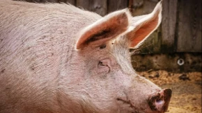Svinjokolj donosi nove rekorde: Kilogram žive vage tovljenika dostigao 5,5 KM