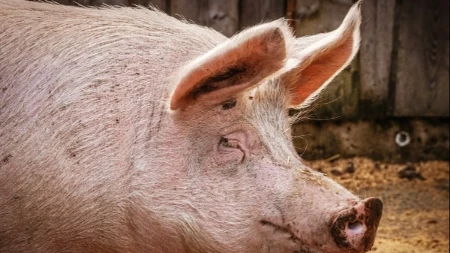 Svinjokolj donosi nove rekorde: Kilogram žive vage tovljenika dostigao 5,5 KM