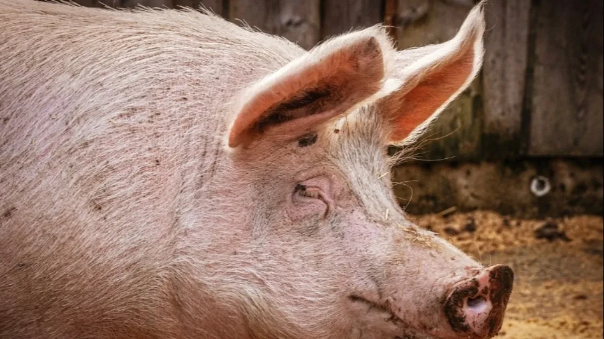Svinjokolj donosi nove rekorde: Kilogram žive vage tovljenika dostigao 5,5 KM