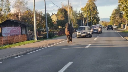 Konj izazvao haos u Novoj Topoli kod Gradiške