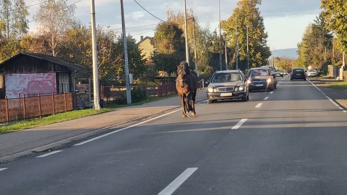 Konj izazvao haos u Novoj Topoli kod Gradiške