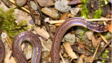 Zmija prekinula nastavu u školi u Bijelom Polju: Učenici vrištali, snimak izazvao pažnju