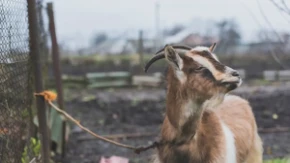 Japanska željeznica angažovala koze za ekološko čišćenje korova