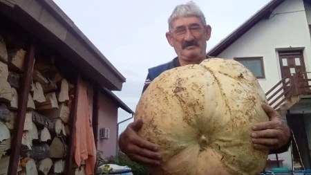 Milan Vujatović specijalista za razne stvari: Ubrao bundevu tešku 28 kilograma